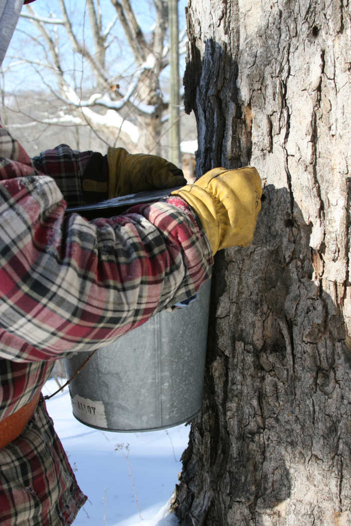 man with red and gray plaid flannel shirt hanging a galvanized sap bucket on maple tree, snow in background