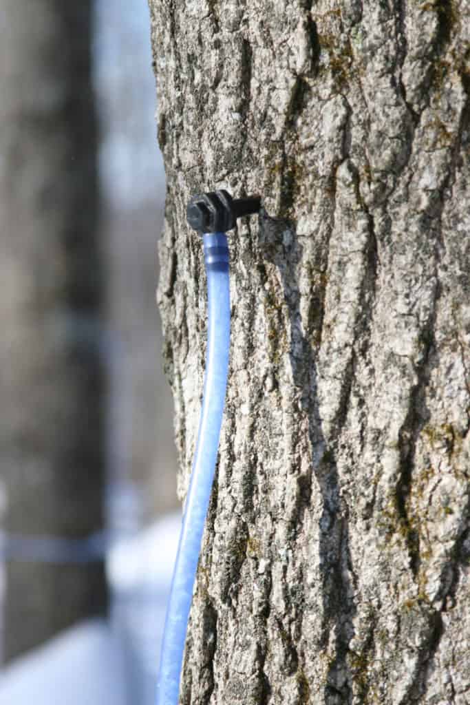 light blue plastic tubing collecting maple sap on a maple tree