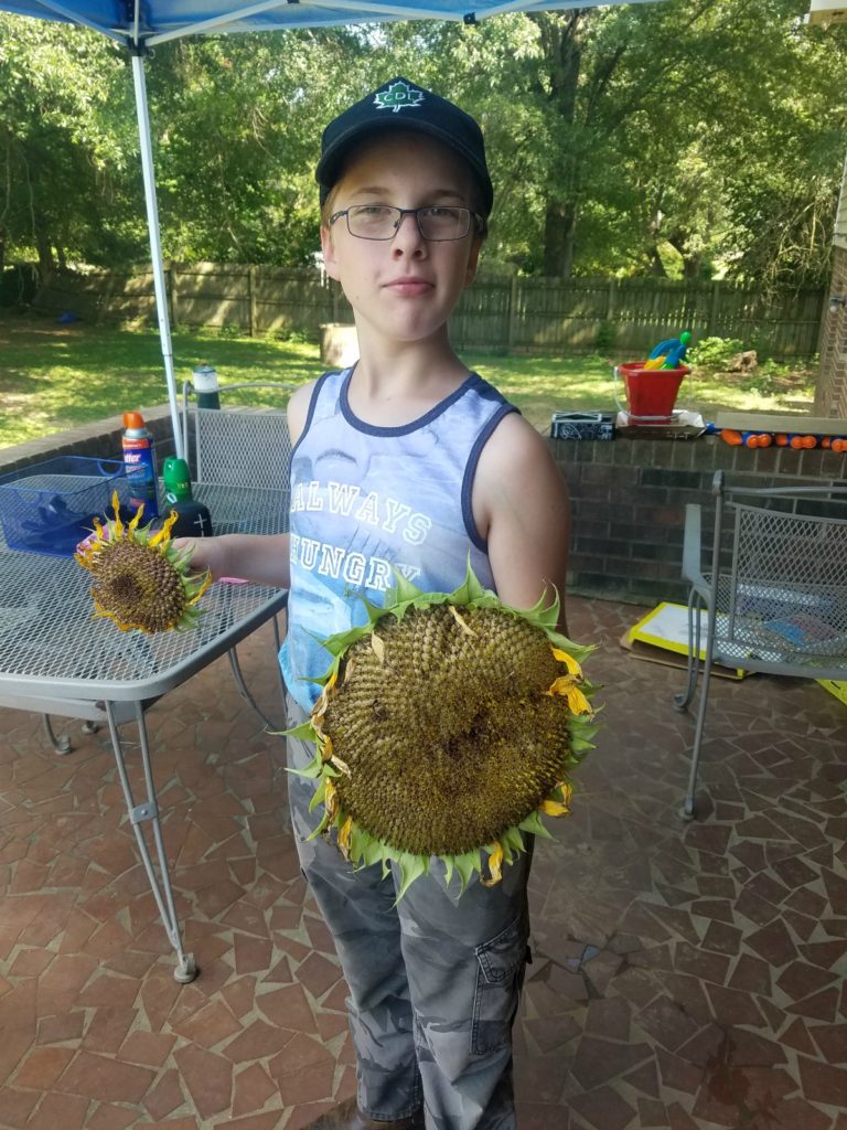 Mason holding a large sunflower head with seeds