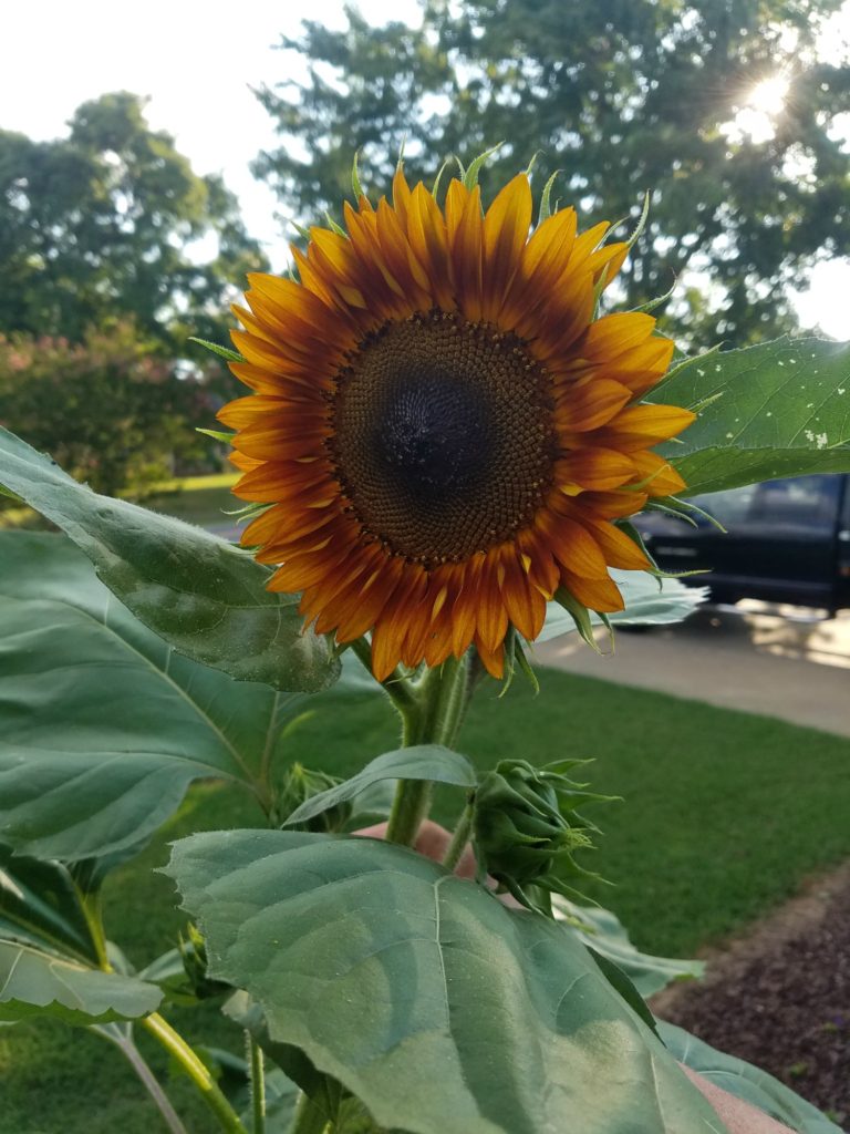 amber color sunflower in front yard