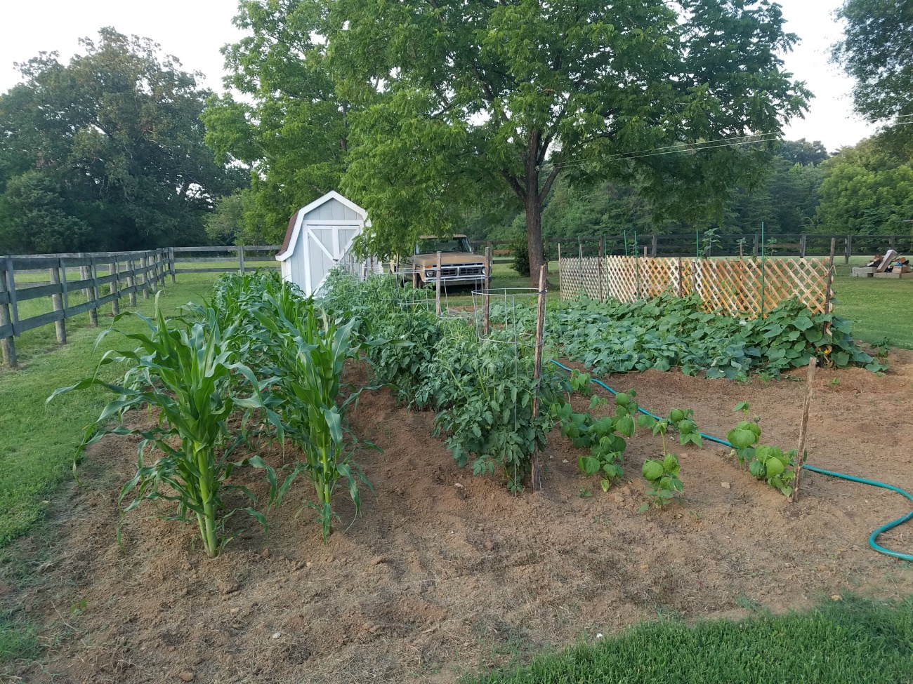 Vegetable garden with corn, heirloom tomatoes, cucumbers, and green beans.