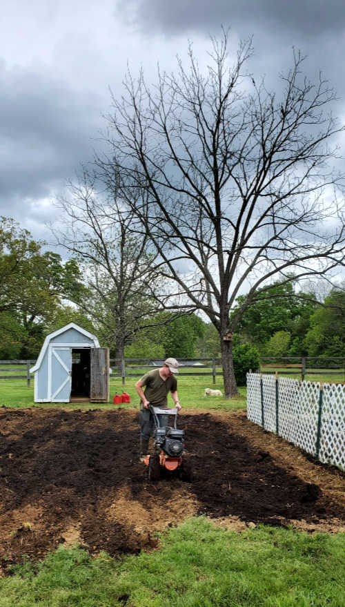 rototilling in chicken compost into vegetable garden.