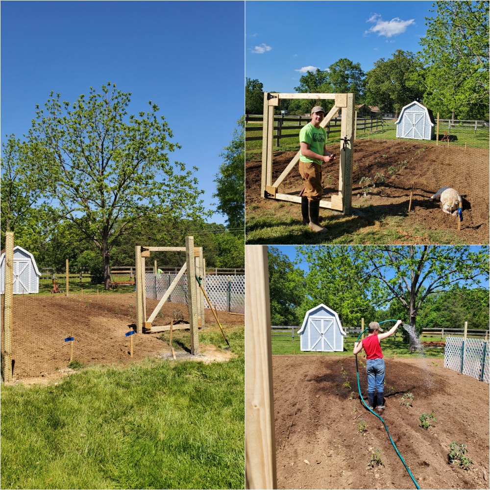 installing a fence around vegetable garden.