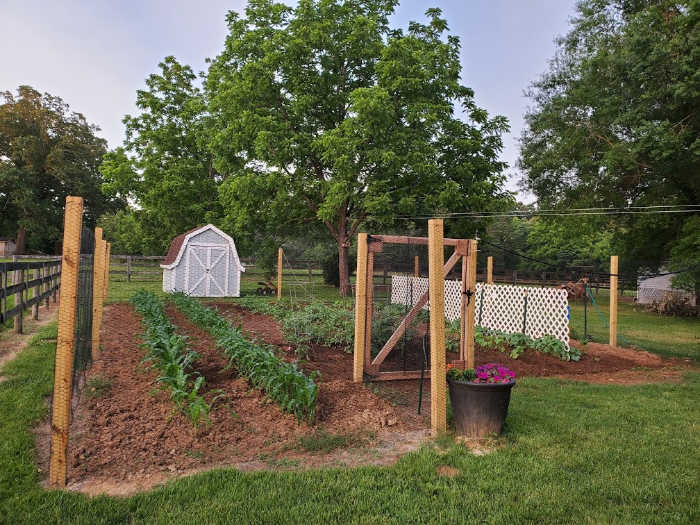 vegetable garden with fence surrounding it