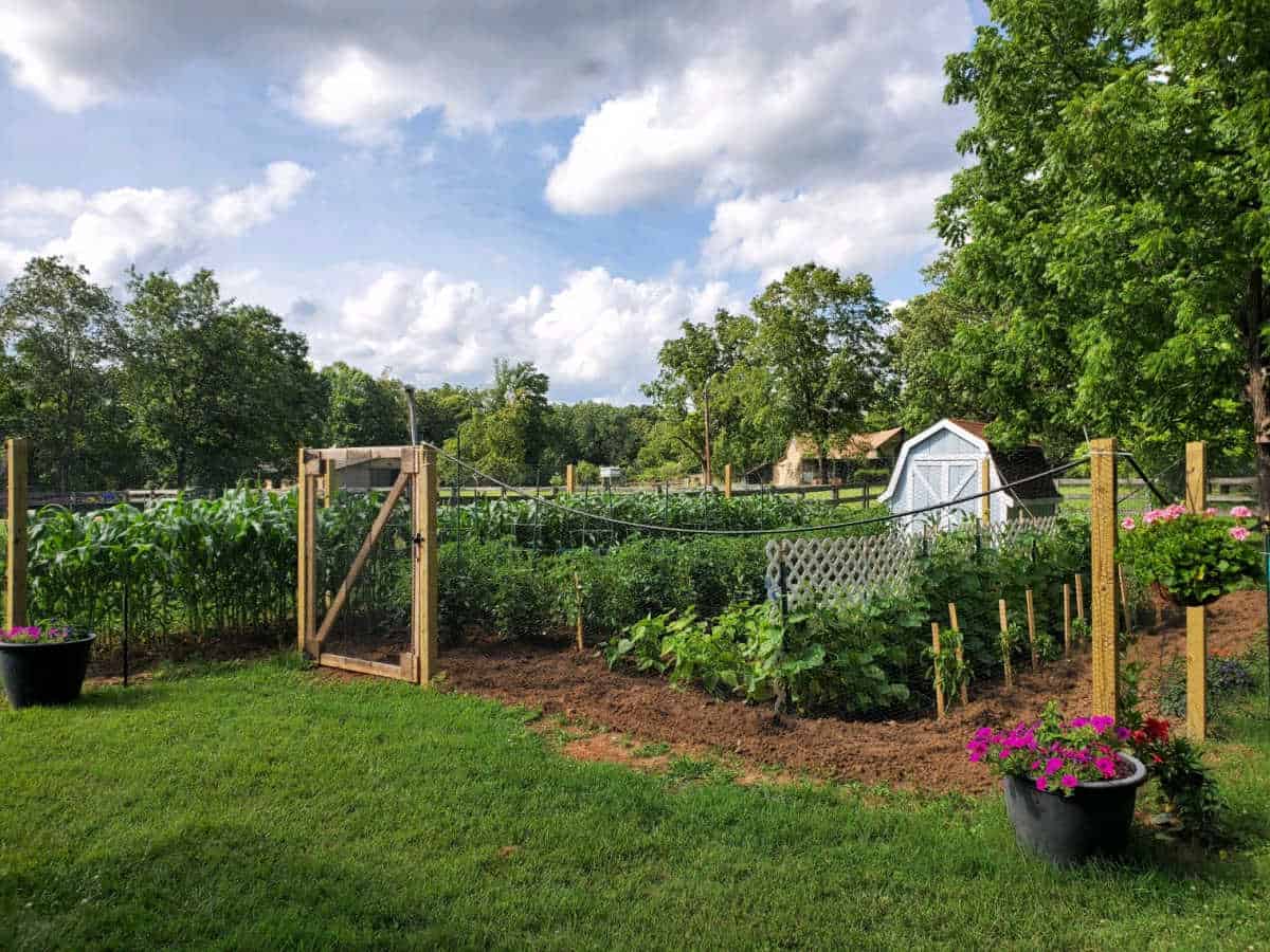 Vegetable garden with fence around it, shed in background, flower pots with bright pink petunias.