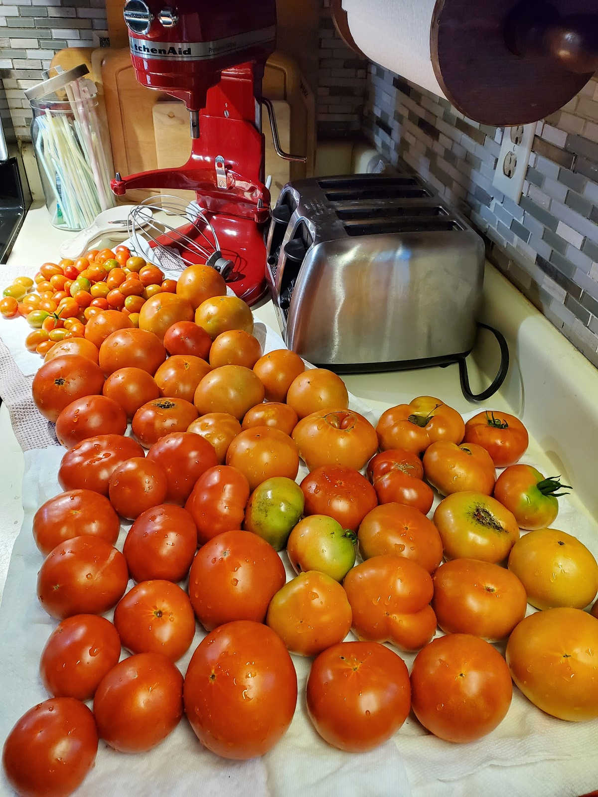 Tomatoes from the garden drying and ripening on kitchen counter.