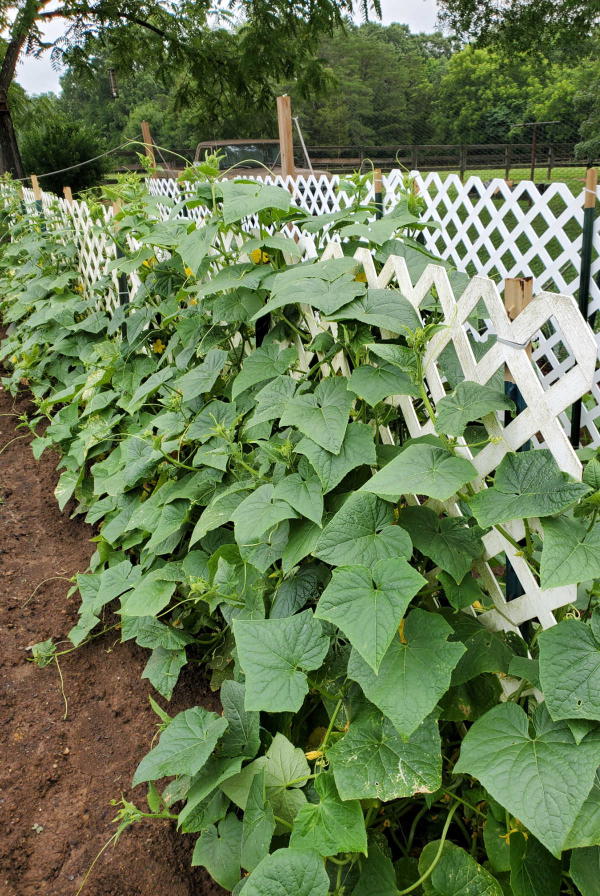 Pickling cucumbers growing up white lattice in vegetable garden.