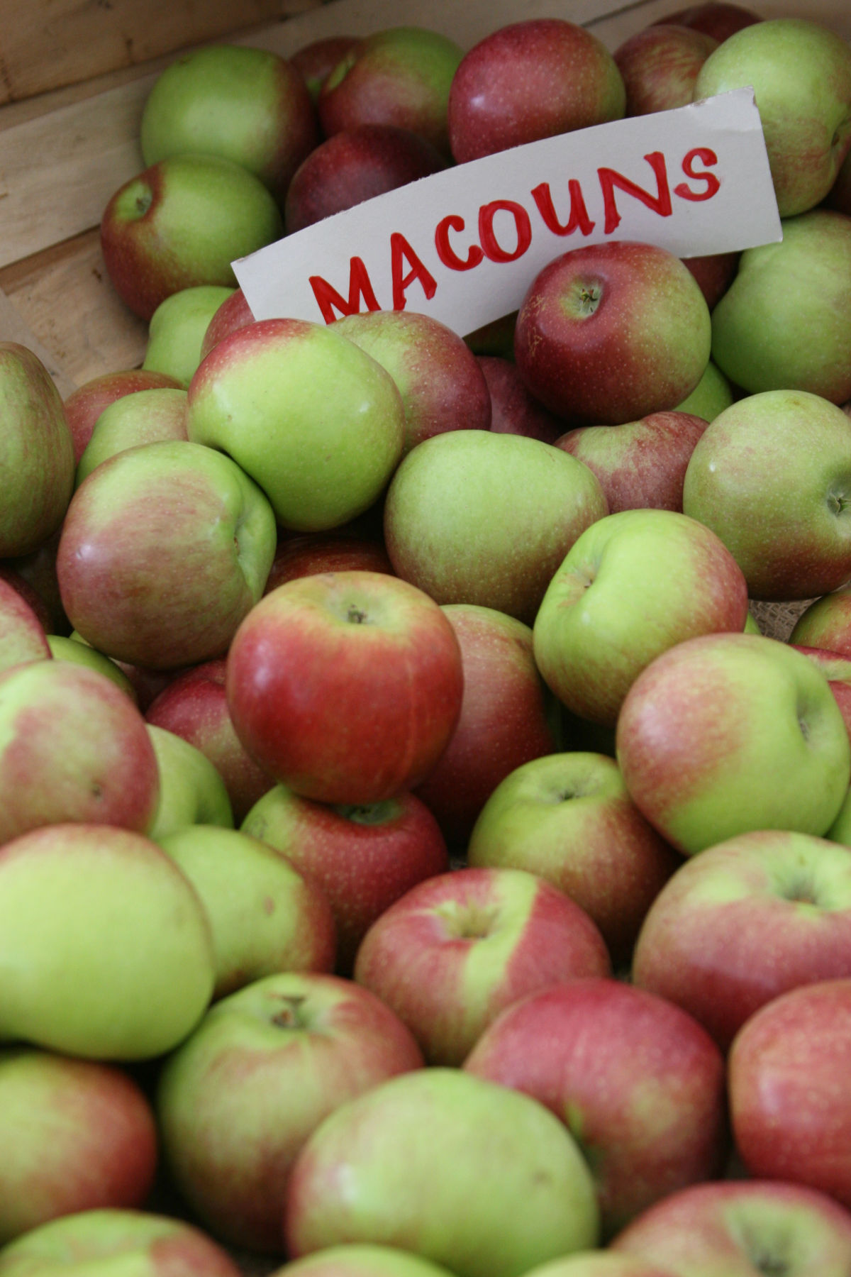 Macoun apples in wooden apple crate at orchard.