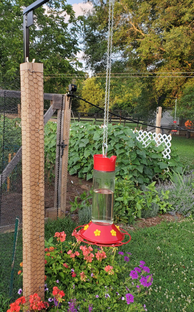 Glass hummingbird feeder with red plastic bottom and top hanging off garden fence post.
