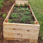 Wood raised beds with herbs.