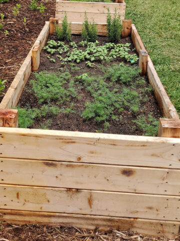 Wood raised beds with herbs.
