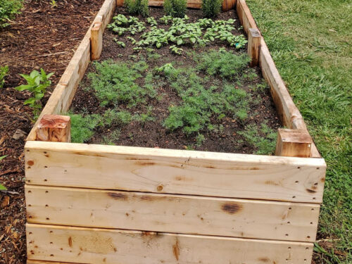 Wood raised beds with herbs.
