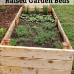 Raised beds in backyard with herbs.
