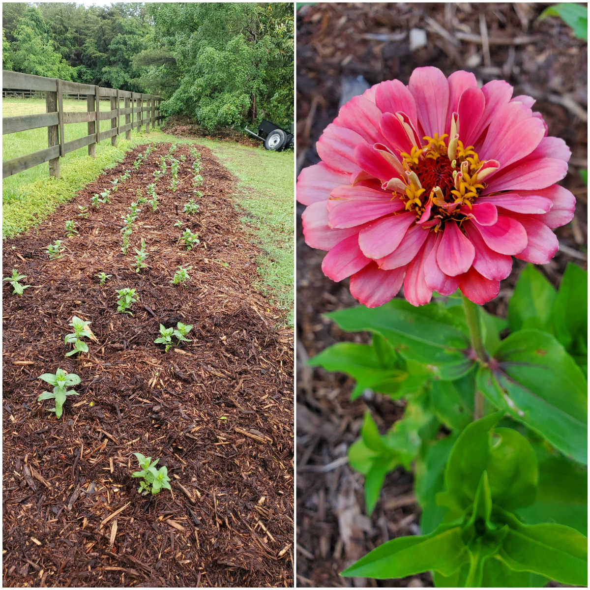 Zinnias lined up against horse fence in backyard, salmon color zinnia blooming.