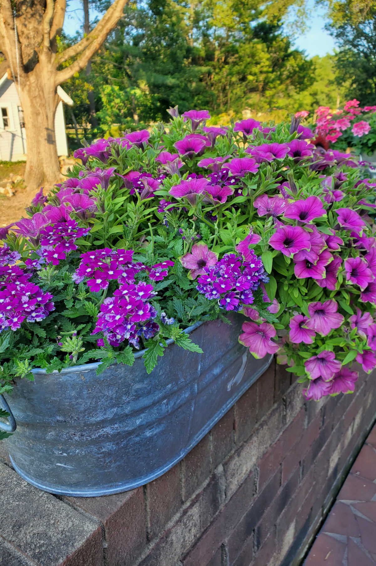 Purple petunias and verbena in oval galvanized planter on brick patio wall in backyard.