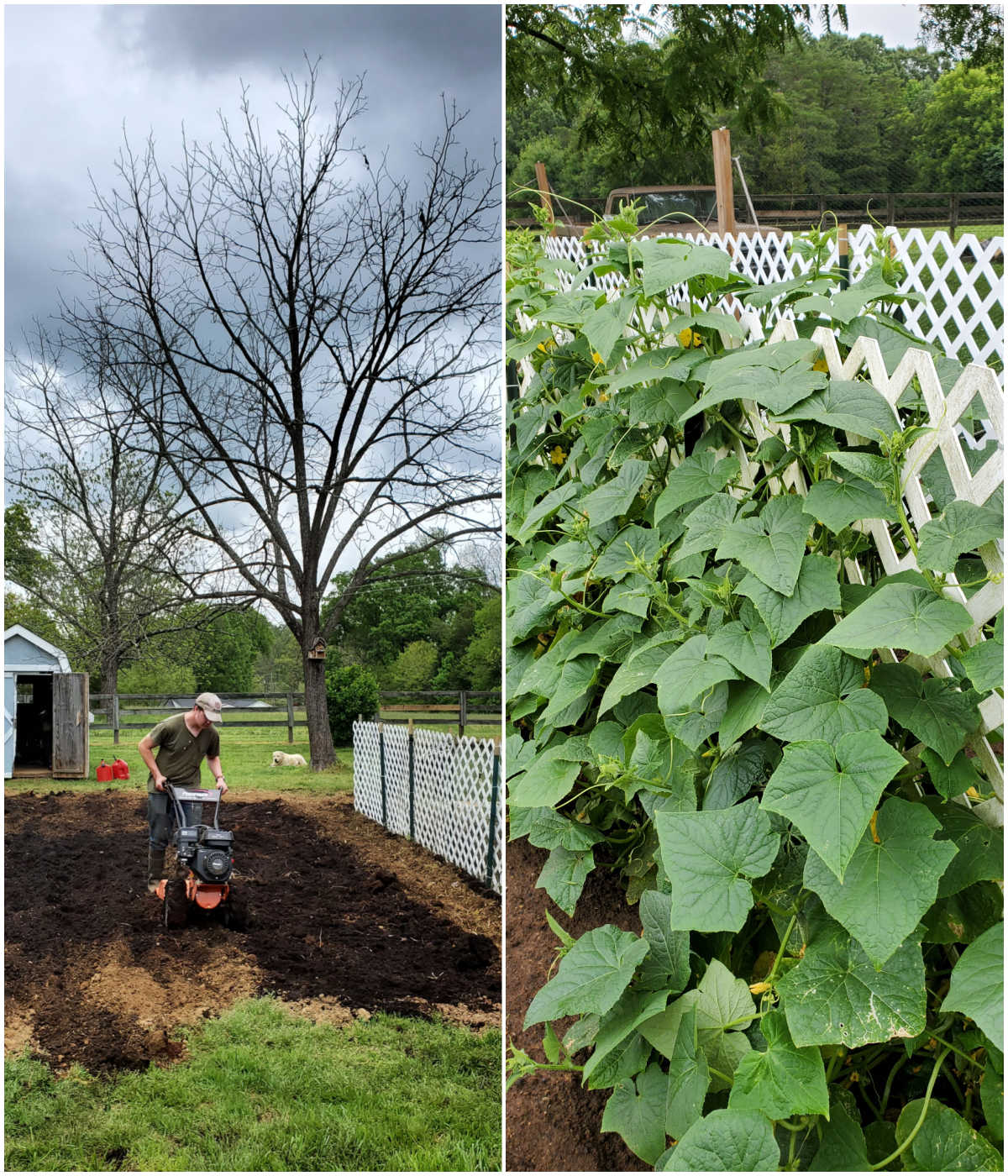 Rototilling in chicken compost into vegetable garden, pickling cucumbers growing up white lattice.