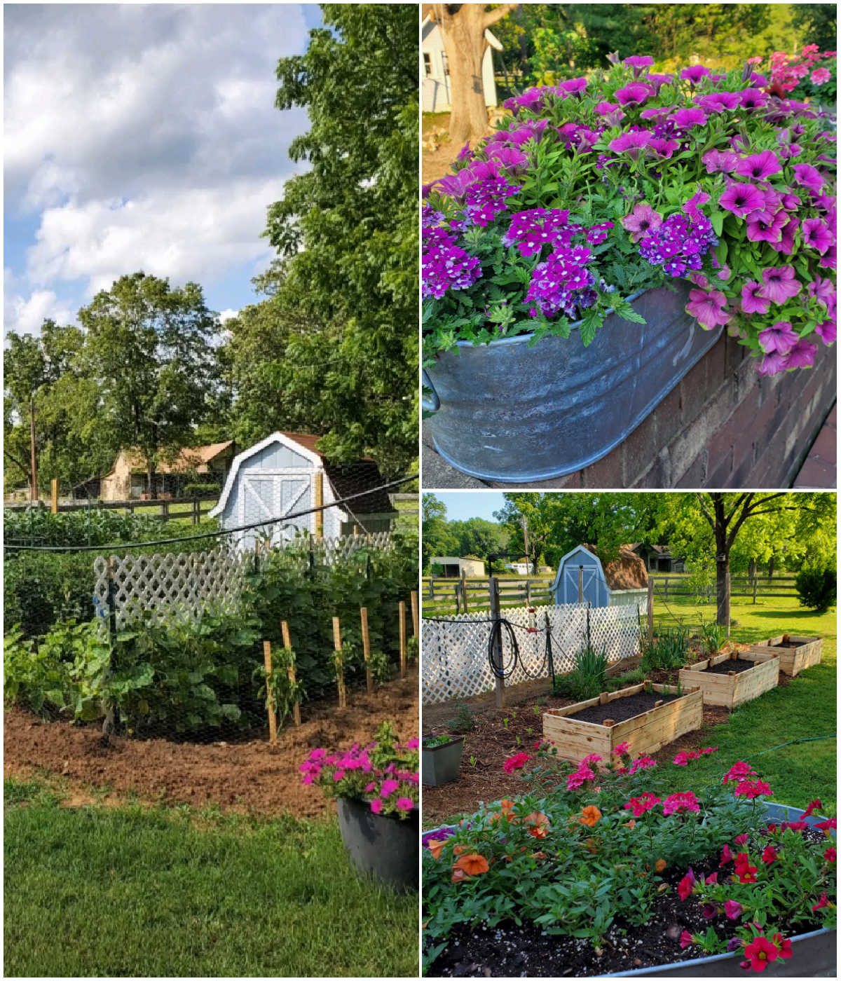 Images of vegetable garden and colorful flowers to attract hummingbirds.