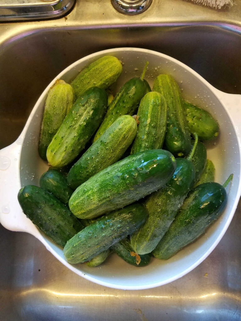 Pickling cucumbers in white plastic strainer in stainless steel kitchen sink.
