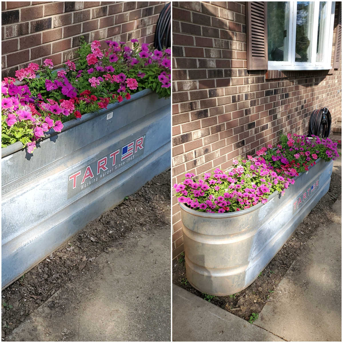 Tarter galvanized horse troughs used as raised flower beds with hot pink petunias.