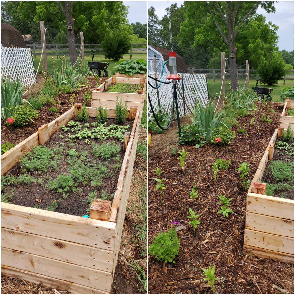 Inexpensive raised garden beds next to vegetable garden filled with herbs and squash.