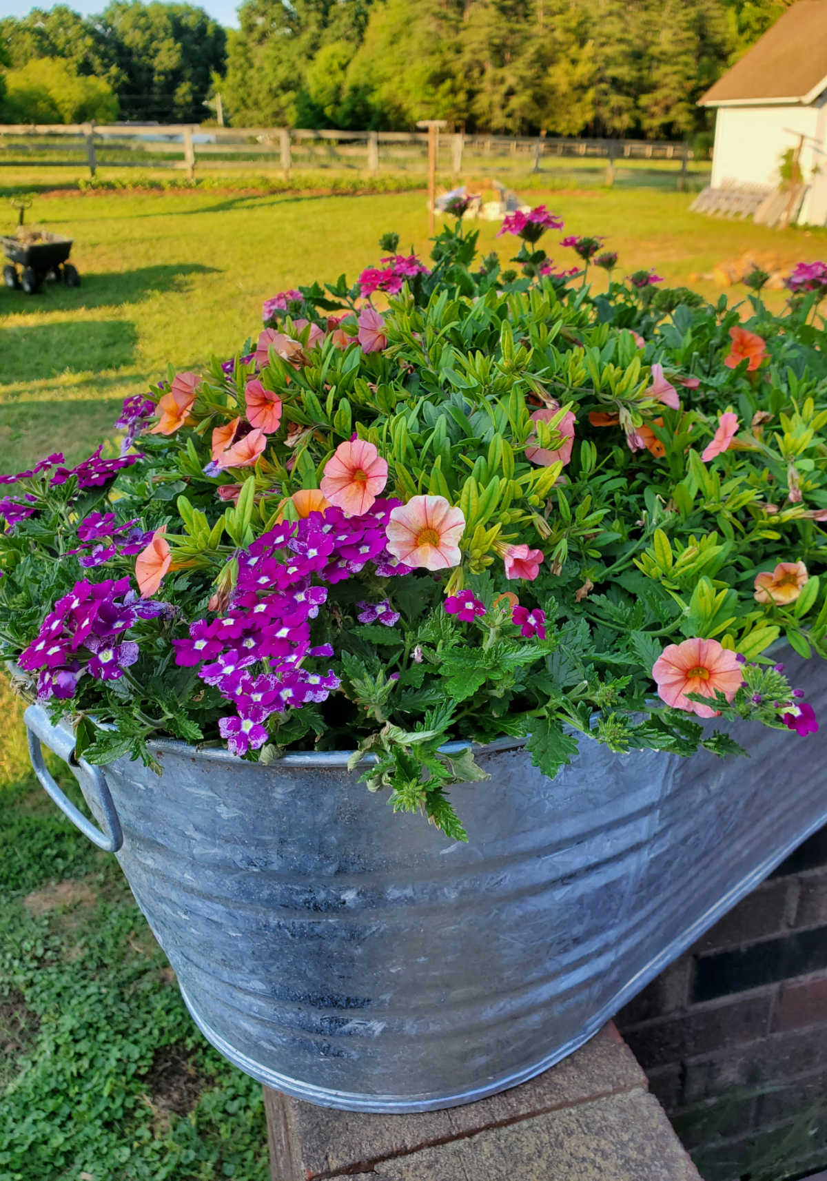 Galvanized planter with superbells, petunias and purple verbena for attracting hummingbirds in backyard.