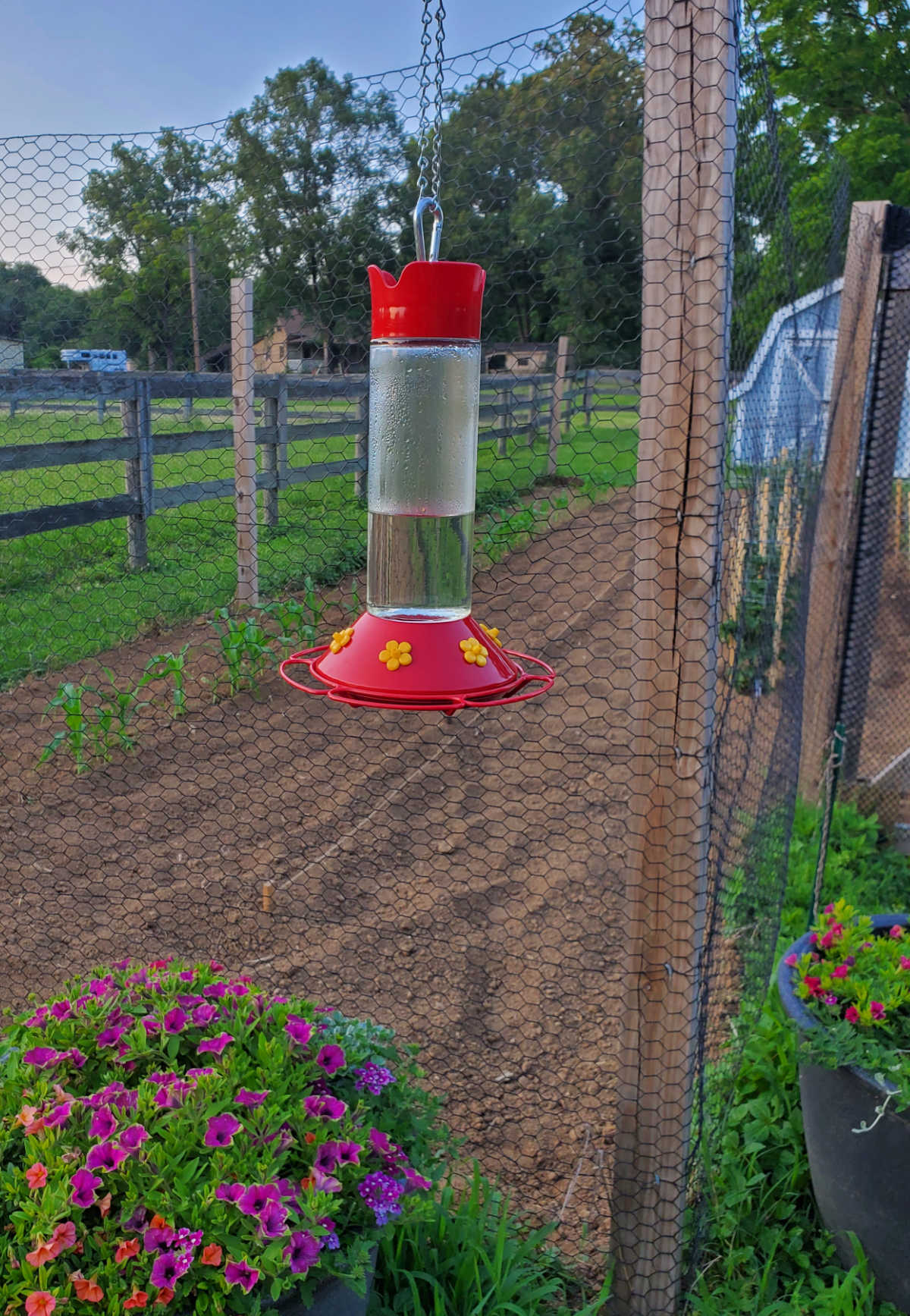 Glass hummingbird feeder with red plastic bottom hung off vegetable garden fence.