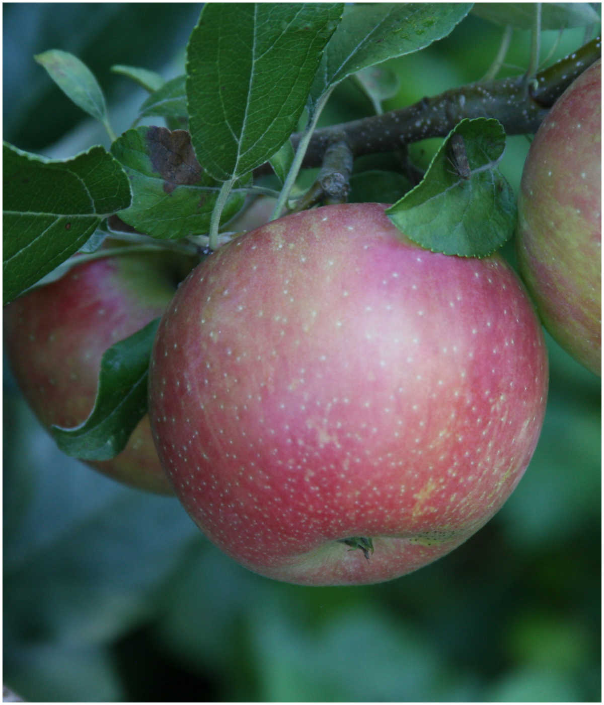 Apple on apple tree at orchard.